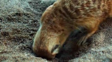 Afrikalı bir Suricate ailesi kendi habitatlarında sıkıştır ve yiyecek ara.