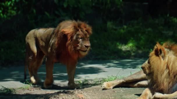 Males Wild African Lions Wild Large Mane Lie Ground Day — Stock Video