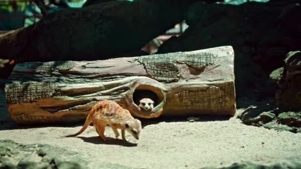 Een Familie Van Afrikaanse Suricate Hun Habitat Zit Een Boom — Stockvideo