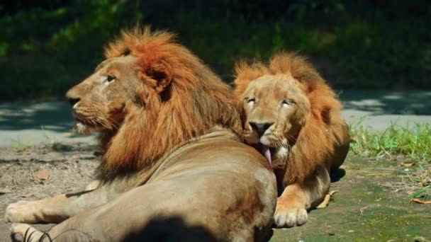 Machos Leões Africanos Selvagens Natureza Com Uma Grande Crina Jazem — Vídeo de Stock