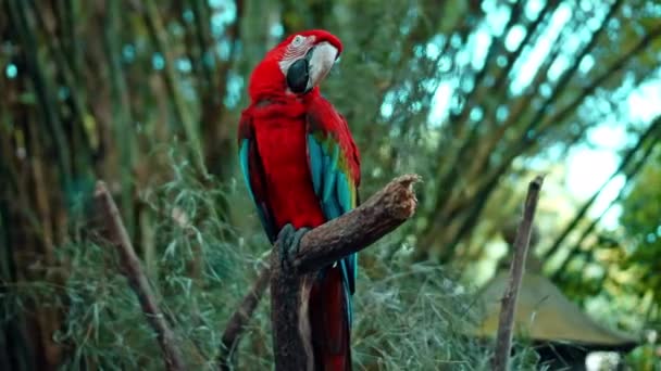 Perroquet Ara Avec Des Plumes Rouges Vertes Dans Habitat Habituel — Video