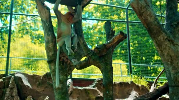 ヤングナサリス ラルヴァトゥスは木に登りそこに眠る — ストック動画