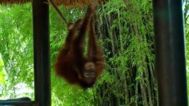 Genç orangutan çardağa tırmandı ve iplere tutunarak sallandı.
