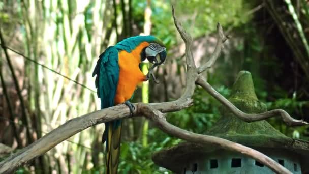 Papagáj Ara Sárga Kék Tollakkal Szokásos Élőhelyén Zöld Fűvel Terpeszben — Stock videók