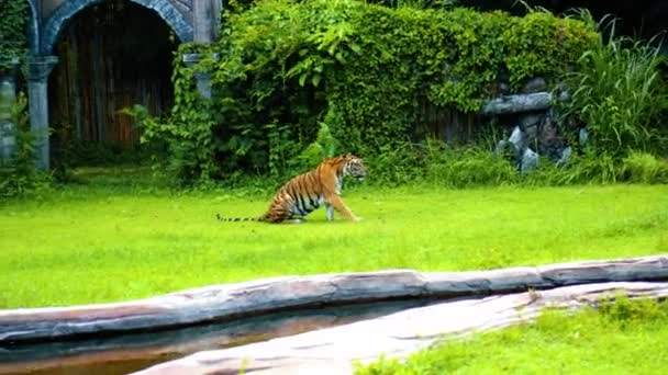雄性野生老虎在岩石边的草地上奔跑 终其一生都在研究这片土地 — 图库视频影像