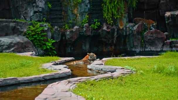Männchen Wilder Tiger Laufen Gras Den Felsen Entlang Und Erkunden — Stockvideo