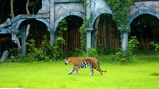 Samce Dzikich Tygrysów Biegają Trawie Skałach Badając Terytorium Końca Życia — Wideo stockowe