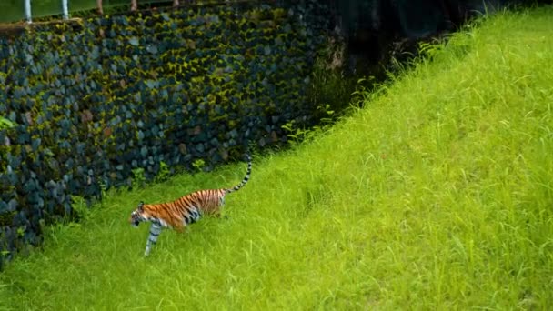 Mannetjes Van Wilde Tijgers Lopen Langs Het Gras Bij Rotsen — Stockvideo