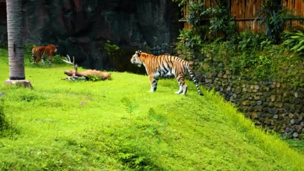 Males Wild Tigers Run Grass Rocks Study Territory Life — Stock Video