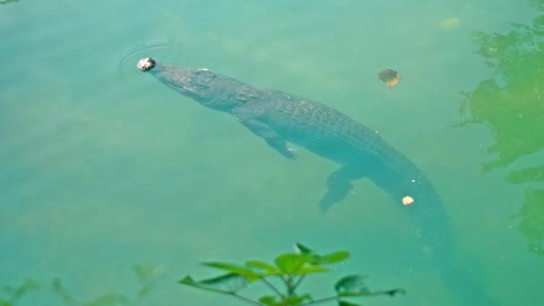 Los Caimanes Salvajes Africanos Flotan Agua Sumergen Fondo Del Río — Vídeos de Stock