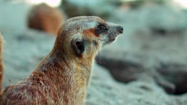 Afrikalı Bir Suricate Ailesi Kendi Habitatlarında Sıkıştır Yiyecek Ara — Stok video