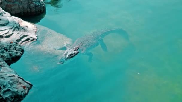 Wilde Afrikaanse Alligators Drijven Het Water Storten Zich Bodem Van — Stockvideo