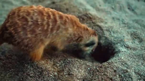 Afrikalı Bir Suricate Ailesi Kendi Habitatlarında Sıkıştır Yiyecek Ara — Stok video