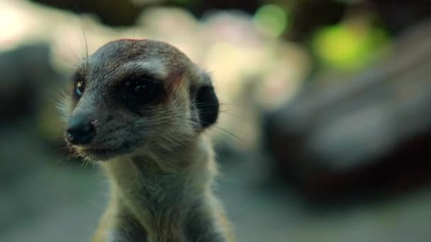 彼らの生息地でアフリカのサクティスの家族はスクイズを掘り 食べ物を探します — ストック動画