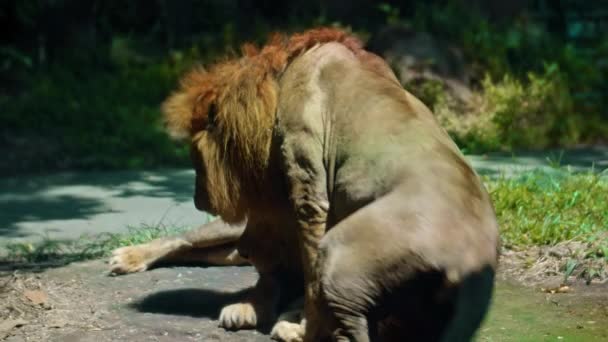 太陽の光の下で一日の間に地面に大きな男と野生のアフリカのライオンの男性は嘘をつく — ストック動画