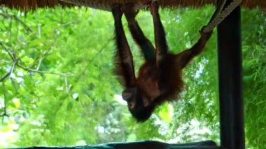 Genç orangutan çardağa tırmandı ve iplere tutunarak sallandı.