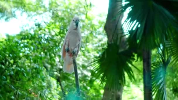 Kakadu Papugi Białymi Piórami Zwykłym Środowisku Zieloną Trawą Rozrzucone Siedzi — Wideo stockowe