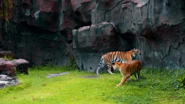 Machos Tigres Selvagens Correm Longo Grama Nas Rochas Estudar Território — Vídeo de Stock