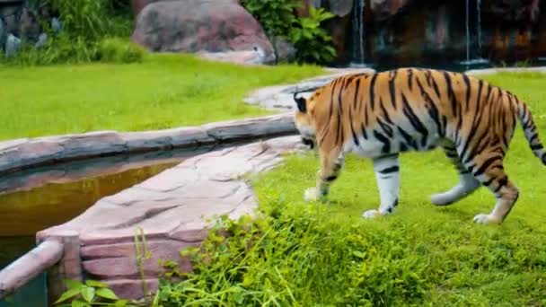 Vadon élő tigrisek hímjei futkároznak a fűben a szikláknál, tanulmányozva az élet területét.