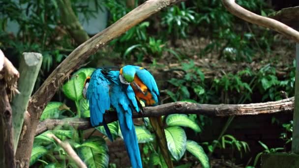 Papoušek Ara Žlutým Modrým Peřím Jeho Obvyklém Prostředí Zelenou Trávou — Stock video