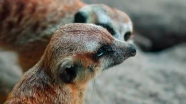 Afrikalı bir Suricate ailesi kendi habitatlarında sıkıştır ve yiyecek ara.