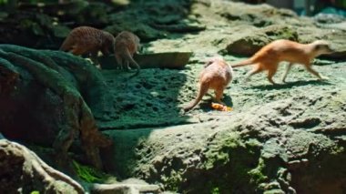 Afrikalı bir Suricate ailesi kendi habitatlarında sıkıştır ve yiyecek ara.