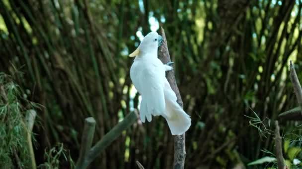 Pappagallo Cockatoos Con Piume Bianche Nel Solito Habitat Con Erba — Video Stock