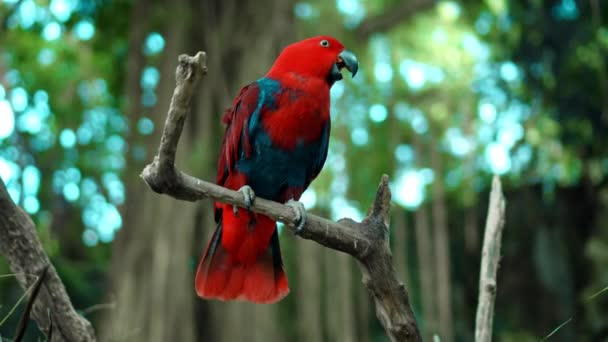 Yeşil Tüylü Papağan Kırmızısı Eclectus Roratus Yeşil Çimenli Yayılmış Her — Stok video