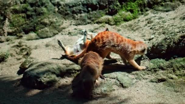 Een Familie Van Afrikaanse Suricate Hun Habitat Graven Een Knijpen — Stockvideo