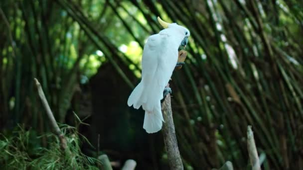 Папуга Кокато Білим Пір Звичайному Середовищі Проживання Зеленою Травою Розлогістю — стокове відео
