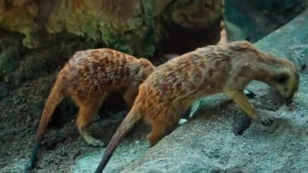 Afrikalı Bir Suricate Ailesi Kendi Habitatlarında Sıkıştır Yiyecek Ara — Stok video