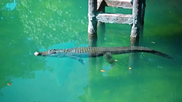 Dzikie Afrykańskie Aligatory Unoszą Się Wodzie Opadając Dno Rzeki Unosząc — Wideo stockowe