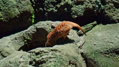 Afrikalı bir Suricate ailesi kendi habitatlarında sıkıştır ve yiyecek ara.