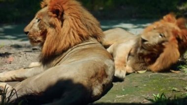 Vahşi Afrika aslanlarının vahşi doğadaki erkekleri güneş ışınlarının altında gün boyunca yerde yatarlar.