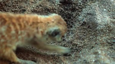 Afrikalı bir Suricate ailesi kendi habitatlarında sıkıştır ve yiyecek ara.