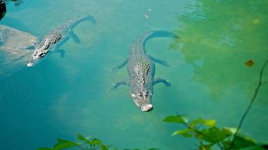Vahşi Afrika timsahları suyun içinde yüzer, nehrin dibine dalarlar ve yukarıdan yüzerler.