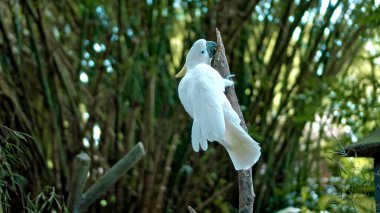Beyaz tüylü papağan papağanları her zamanki habitatlarında yeşil çimenler ve yayılarak tahta bir dalda otururlar.