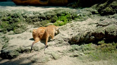 Afrikalı bir Suricate ailesi kendi habitatlarında sıkıştır ve yiyecek ara.