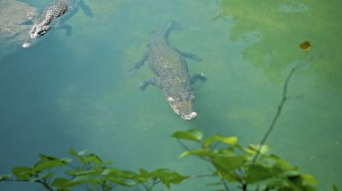 Vahşi Afrika timsahları suyun içinde yüzer, nehrin dibine dalarlar ve yukarıdan yüzerler.
