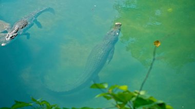 Vahşi Afrika timsahları suyun içinde yüzer, nehrin dibine dalarlar ve yukarıdan yüzerler.