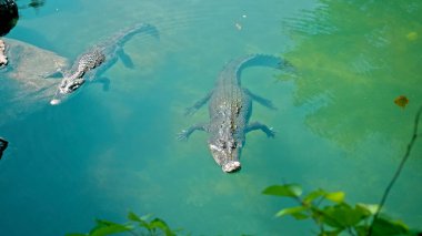 Vahşi Afrika timsahları suyun içinde yüzer, nehrin dibine dalarlar ve yukarıdan yüzerler.