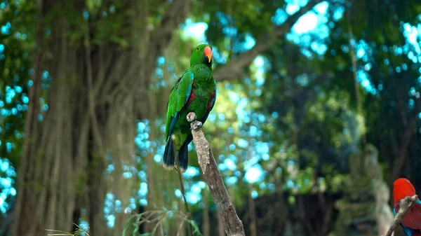 Papagaio Verde Eclectus Roratus Com Penas Verdes Habitat Habitual Com — Fotografia de Stock