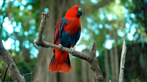 Papagájvörös Eclectus Roratus Zöld Tollakkal Szokásos Élőhelyen Zöld Fűvel Terpeszben — Stock Fotó