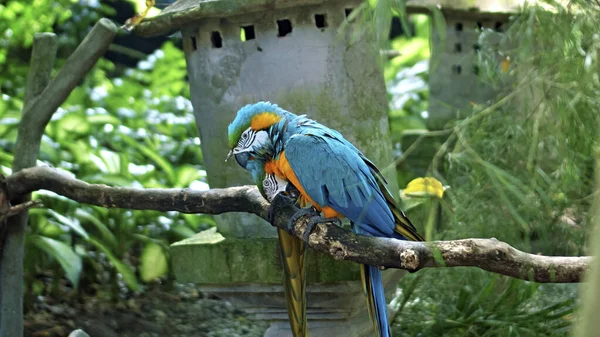 Ara Papagaio Com Penas Amarelas Azuis Seu Habitat Habitual Com — Fotografia de Stock