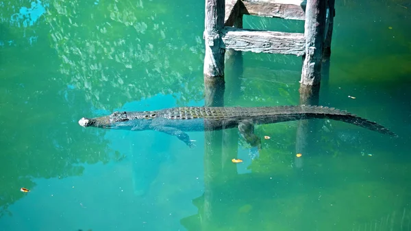 Vilda Afrikanska Alligatorer Flyter Vattnet Störtar Till Botten Floden Och — Stockfoto