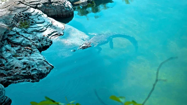 Wilde Afrikanische Alligatoren Treiben Wasser Stürzen Auf Den Grund Des — Stockfoto