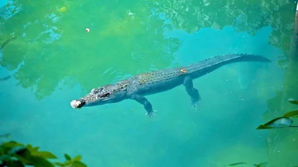 Wilde Afrikanische Alligatoren Treiben Wasser Stürzen Auf Den Grund Des — Stockfoto