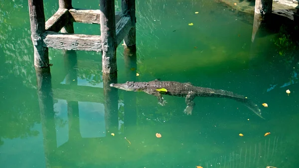 Wilde Afrikanische Alligatoren Treiben Wasser Stürzen Auf Den Grund Des — Stockfoto