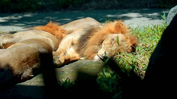 Samci Divokých Afrických Lvů Divočině Velkou Hřívou Leží Během Dne — Stock fotografie