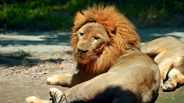 Mâles Lions Afrique Sauvages Dans Nature Avec Une Grande Crinière — Photo